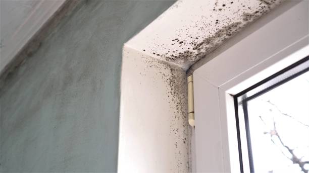 Castro Valley, CA Mold Removal Company