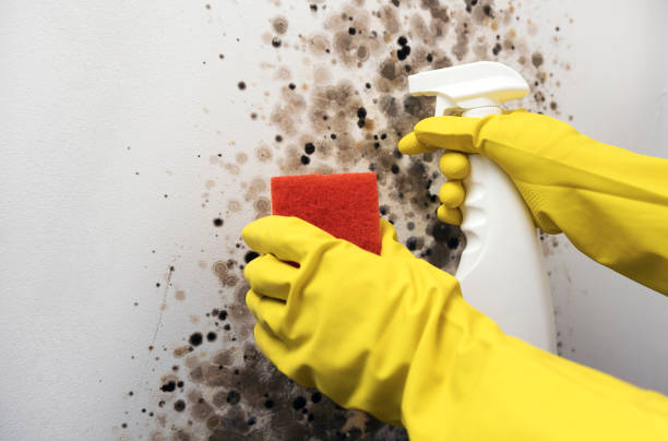 Best Local Mold Removal Service  in Stro Valley, CA
