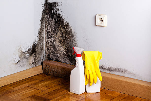 Mold Removal Process in Castro Valley, CA