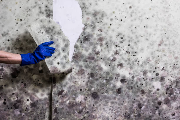 Best Residential Mold Removal  in Stro Valley, CA